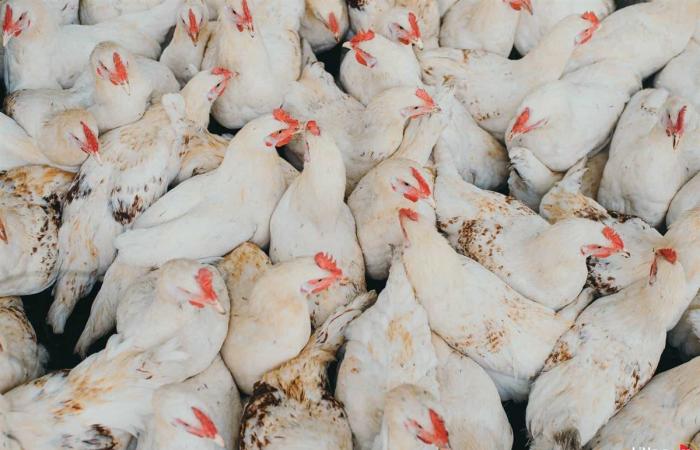 تراجع ملحوظ في أسعار الدواجن في الأسواق المصرية اليوم