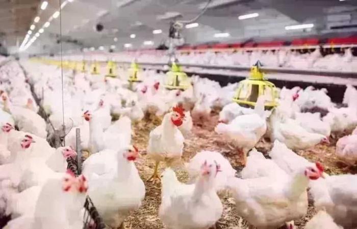 أسعار الدواجن اليوم الثلاثاء 25112025.. الفراخ البيضاء بكام؟