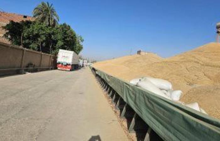 معهد وقاية النباتات يكشف دور أقراص الغلة واستخدامها الآمن في حماية الحبوب