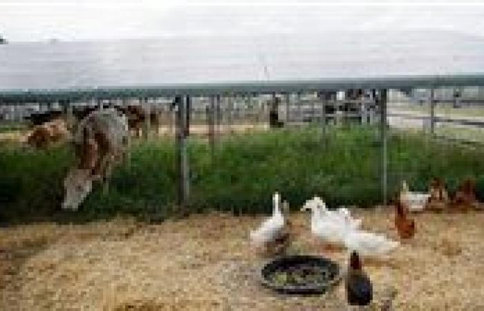 وفاة أول شخص في العالم بسبب سلالة جديدة من إنفلونزا الطيور