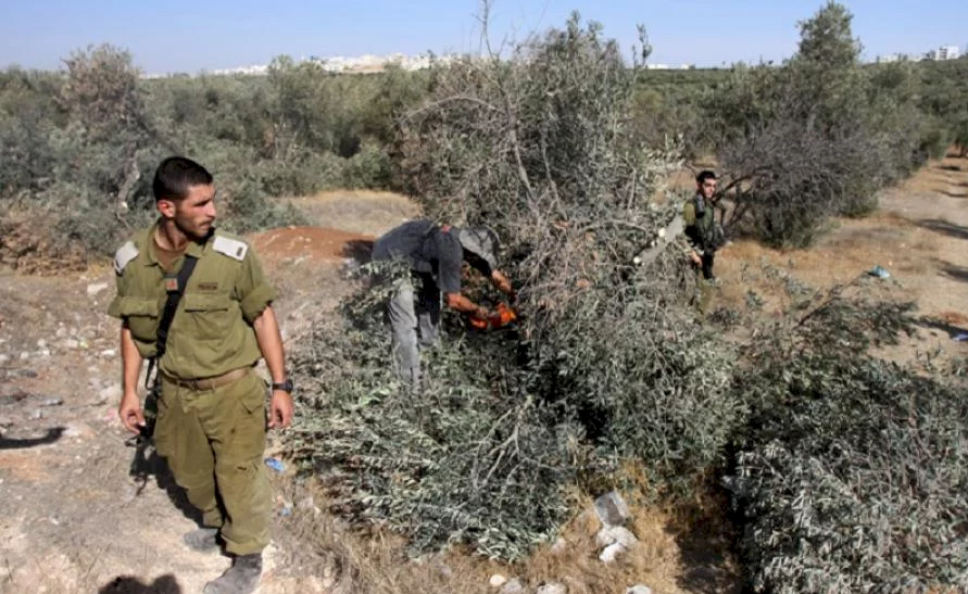 شعبان: 340 اعتداء نفذها الاحتلال والمستعمرون ضد قاطفي الزيتون منذ بداية الموسم