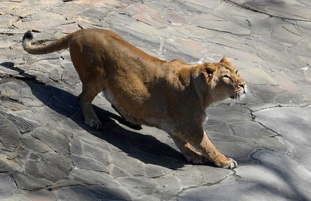 مشهد صادم.. لبؤة تقتل رجلاً في حديقة حيوان بالبرازيل …