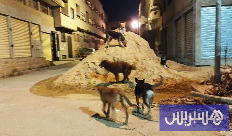 جمعيات الدفاع عن الحيوانات تعيد “ملف الكلاب الضالة” إلى نقطة الصفر
