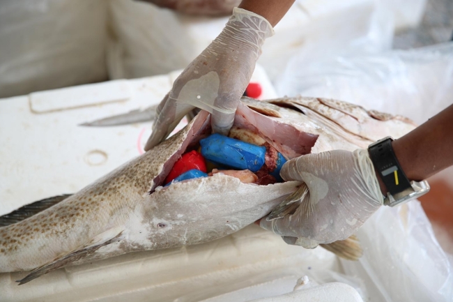 قانون «مكافحة المخدرات» يدخل حيز التنفيذ غداً