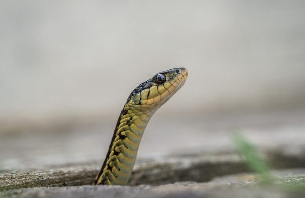 كيف تتكيف الثعابين مع برد الشتاء؟…