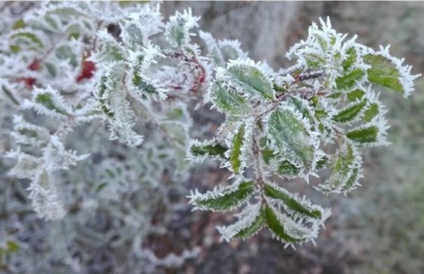 أجواء باردة وضباب وصقيع الجمعة في المملكة…