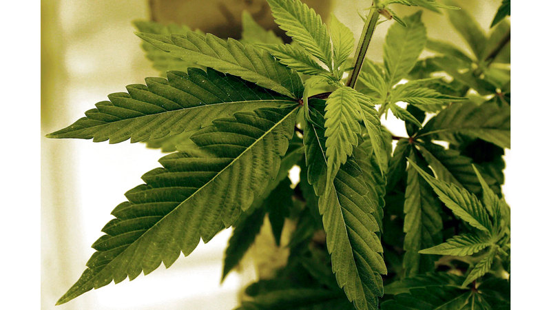 للمرة الأولى.. السماح باستخدام «القنّب الصناعي» في المنتجات الطبية بالدولة