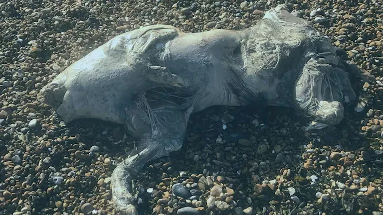 مخلوق شبحي.. جسم غريب يثير الرعب على شواطئ بريطانيا