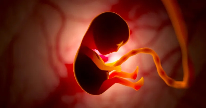 دراسة: الذكاء الاصطناعي يحسن رصد مشاكل القلب عند الأجنة