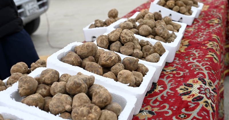 الفقع وصل… والكيلو بـ 10 دنانير