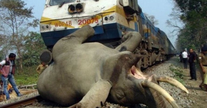 مقتل 7 أفيال في حادث قطار في الهند