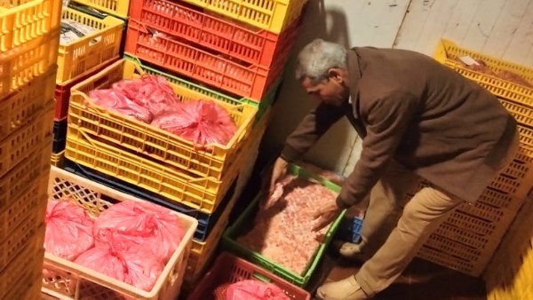 ضبط 3.1 طن دواجن فاسدة قبل طرحها بالأسواق داخل مجزر غير مرخص بالمحلة