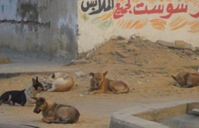 تفاصيل تخصيص قطعة أرض بالقاهرة لإيواء الكلاب الضالة
