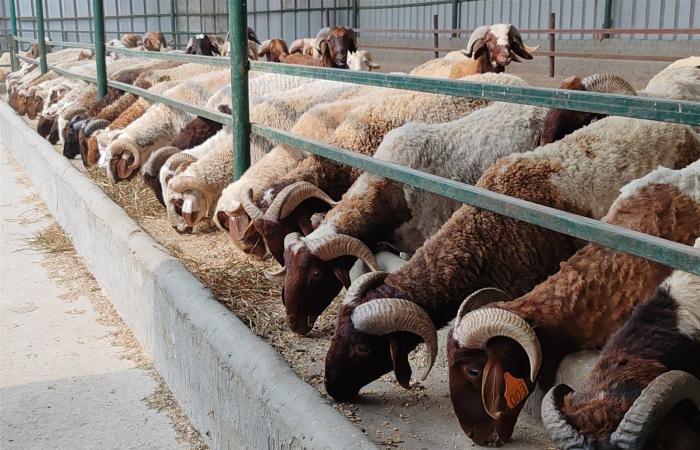 تجربة جديدة لرفع انتاجية الألبان واللحوم بمصر.. تفاصيل